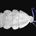 roachoid-insect-carboniferous
