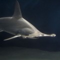 scalloped-hammerhead-shark