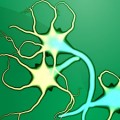scientists discover brain cells in monkeys that may be linked to self-awareness and empathy in humans