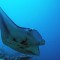 scientists document fragile land-sea ecological chain