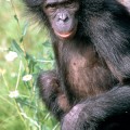 scientists have completed the genome of the bonobo