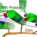 scientists have cracked a code underlying recognition of RNA molecules
