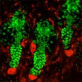 scientists watch stem cells at work regenerating tissue