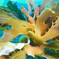 Biofuel can be made from seaweed