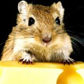 sense-smell-mouse-cheese