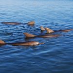 shark-bay-slow-swimming-dolphins