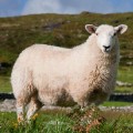 sheep-in-meadow