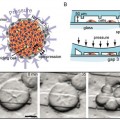 single cancer cell can produce up to five daughter cells