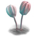 Siphusauctum Gregarium