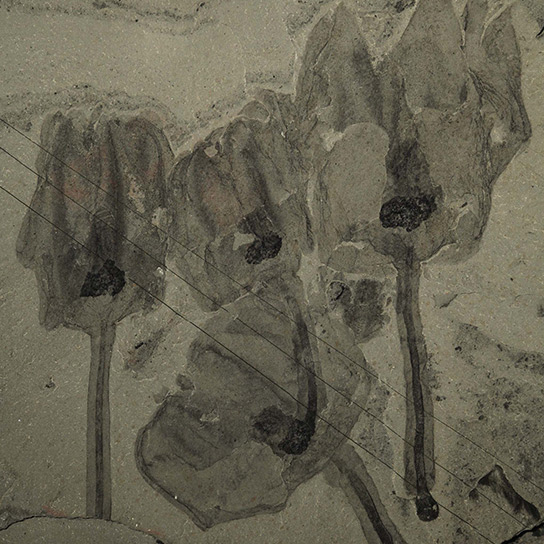 Siphusauctum Gregarium Fossils