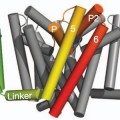 sodium-channel-cell