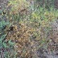 south-australian-hopbush