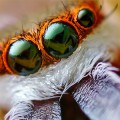spider-four-eyes-front