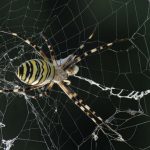 spider-in-web