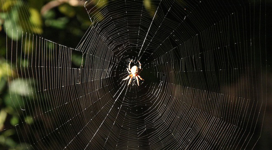 spider-silk-strength-web