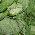 spinach-infection