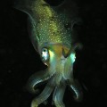 squid-komodo