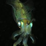 squid-komodo