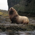steller-sea-lion-bull