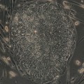 stem-cells