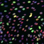 study shows that staggered delivery of cancer drugs is far more effective