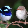 superb-fairy-wren
