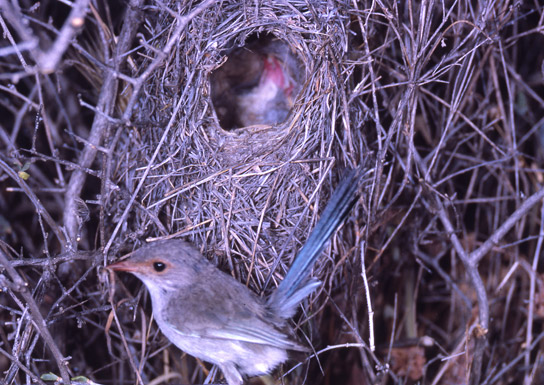 superb-fairy-wren-nest