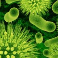 superbug-gene-ndm-1