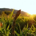 sustainable-food-system