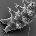 tardigrade-paws-up