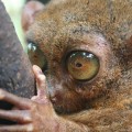 tarsier-ultrasound-vocalization