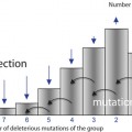 the evolutionary model of Muller’s ratchet
