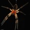 the spider’s venomous fang
