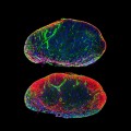 understanding of immune defense