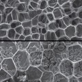 understanding plants’ microscopic organization may help engineers design new bio-inspired materials