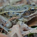 unnamed frog species