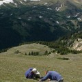 vegetation changes caused by atmospheric nitrogen pollution