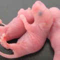 viable-mice-pups