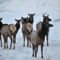 vigilant-elk