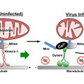 viruses that attack the nervous system may thrive by disrupting cell function