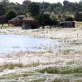 wagga-wagga-spiderwebs