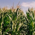 waxy-maize