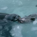 weddell-seal-antarctic-toothfish