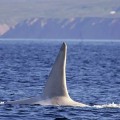 white-killer-whale-spotted