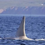 white-killer-whale-spotted