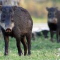 white-lipped-peccary
