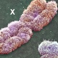 x-y-chromosomes