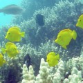 yellow tangs frolicking among corals