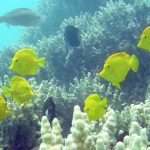 yellow tangs frolicking among corals