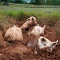 yorkshire-pig-sanctuary